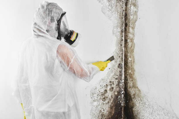 Best Best Mold Removal Companies  in South Coventry, CT