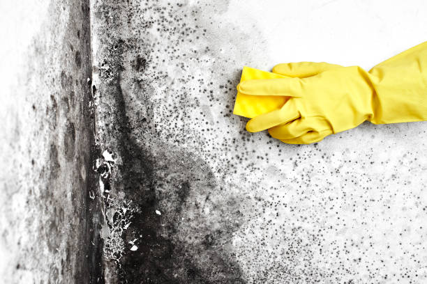 South Coventry, CT Mold Removal Company
