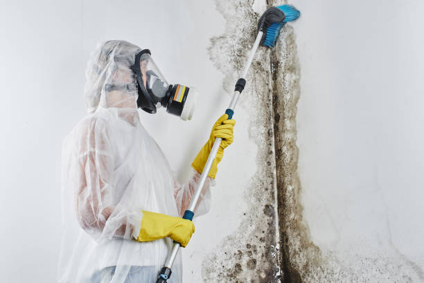 Best Residential Mold Removal  in South Coventry, CT