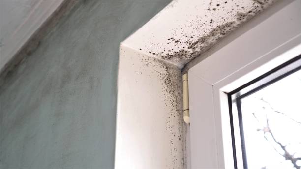 Best Home Mold Removal  in South Coventry, CT