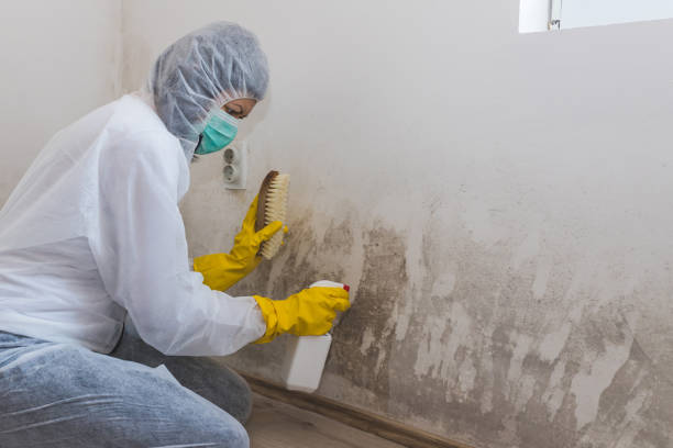 Best Certified Mold Removal  in South Coventry, CT