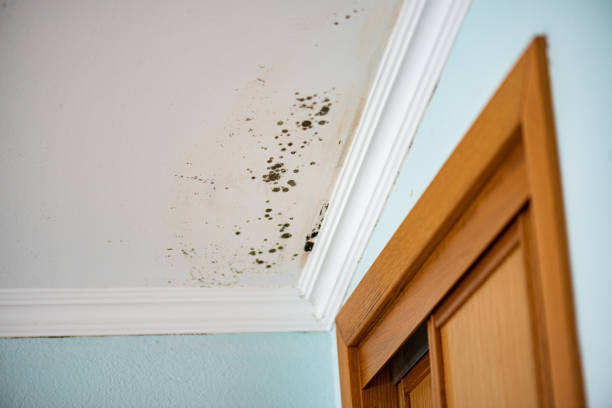 Best Mold Testing and Removal  in South Coventry, CT