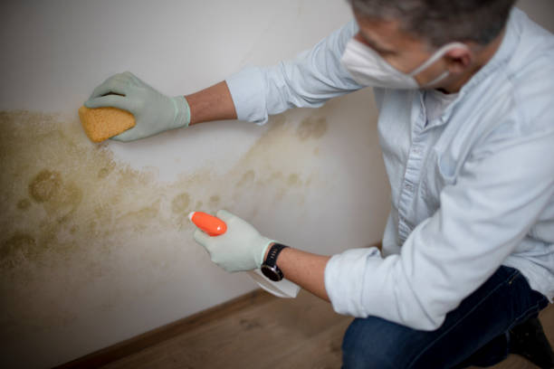 Best Water Damage Restoration  in South Coventry, CT