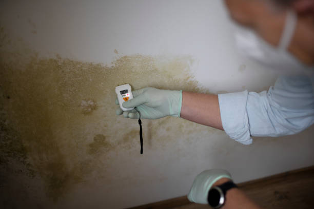 Best Local Mold Removal Service  in South Coventry, CT