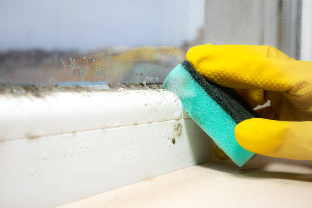 Best Crawl Space Mold Removal  in South Coventry, CT
