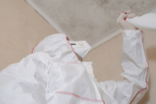 Best Mold Damage Repair  in South Coventry, CT