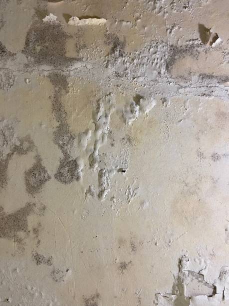 Best Same-Day Mold Removal  in South Coventry, CT