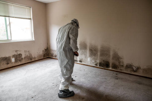 Best Professional Mold Removal  in South Coventry, CT