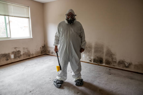 Best Mold Remediation Experts  in South Coventry, CT