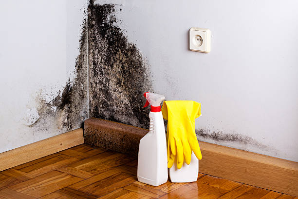 Best Mold Remediation  in South Coventry, CT