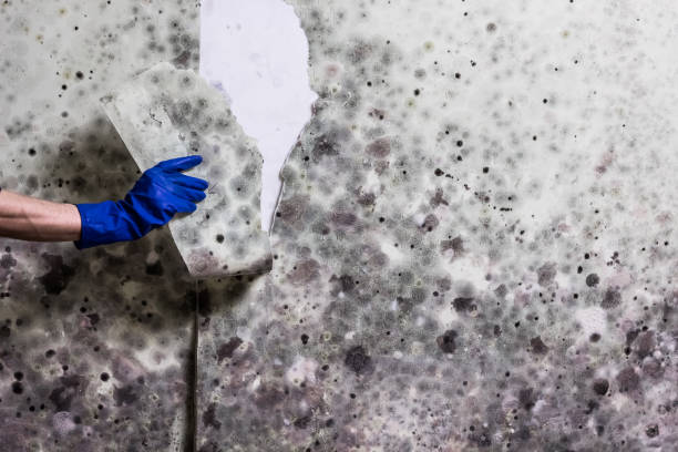Best Black Mold Removal  in South Coventry, CT