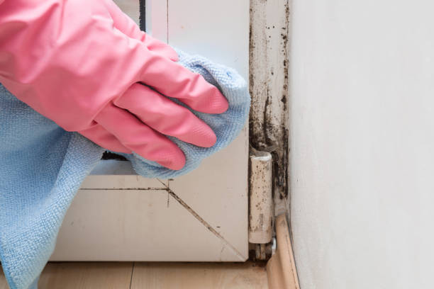 Best Mold Cleaning Services  in South Coventry, CT
