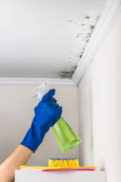 Best Crawl Space Mold Removal  in South Coventry, CT
