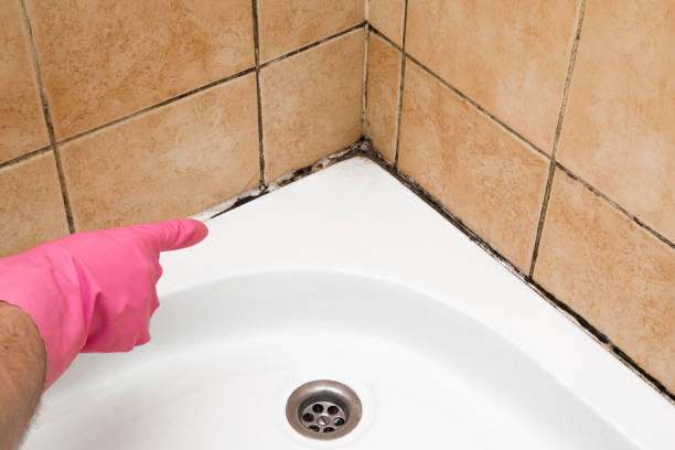Best Toxic Mold Removal  in South Coventry, CT